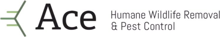 Ace Humane Wildlife Removal & Pest Control logo